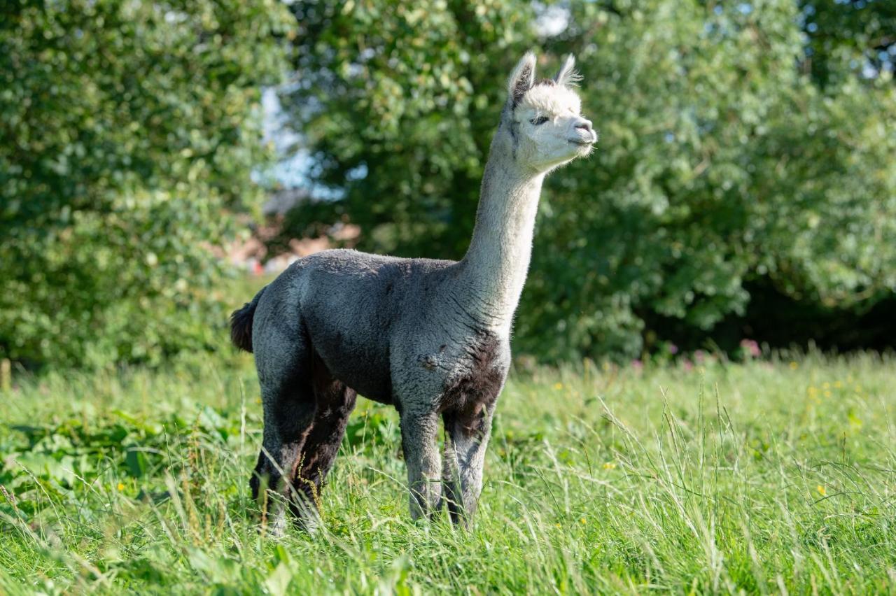 Alpaca Fold Villa Престън Екстериор снимка