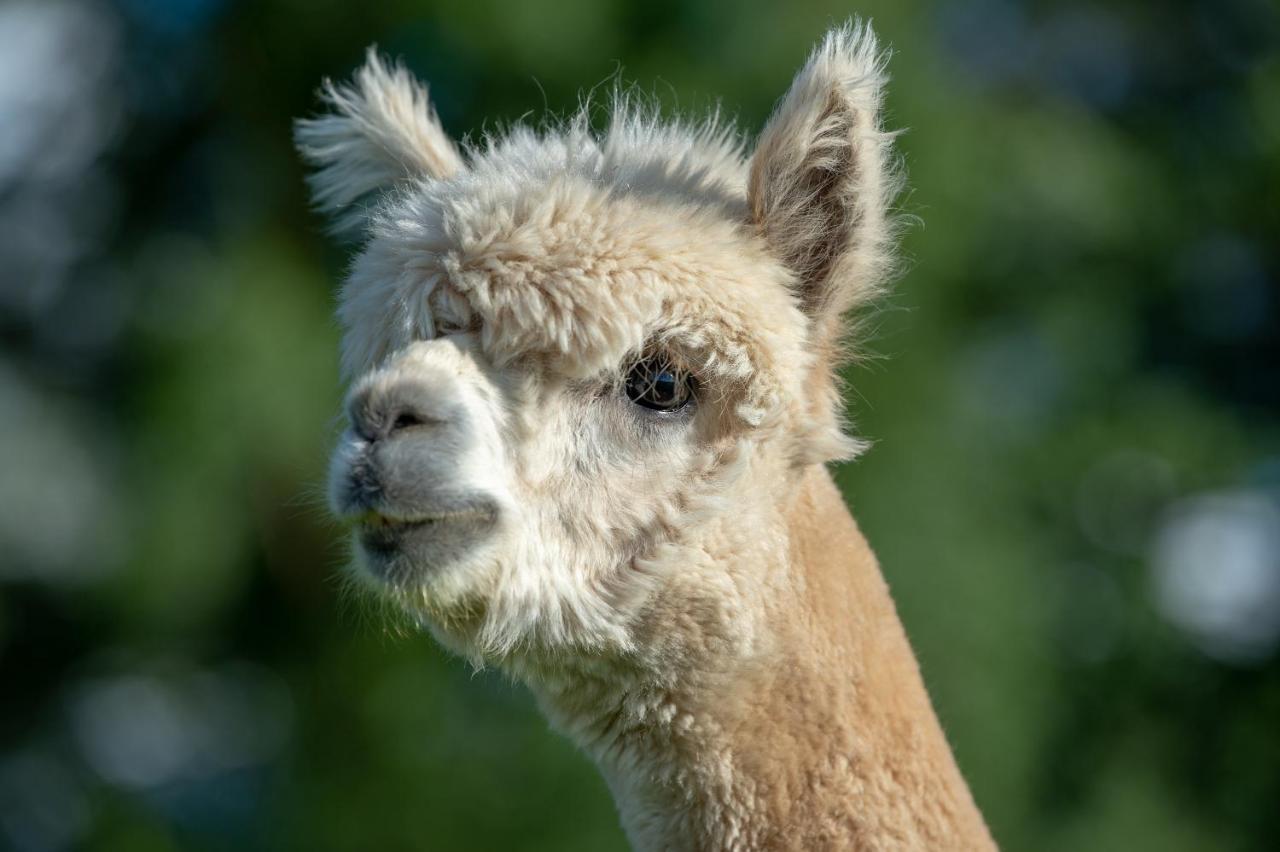 Alpaca Fold Villa Престън Екстериор снимка