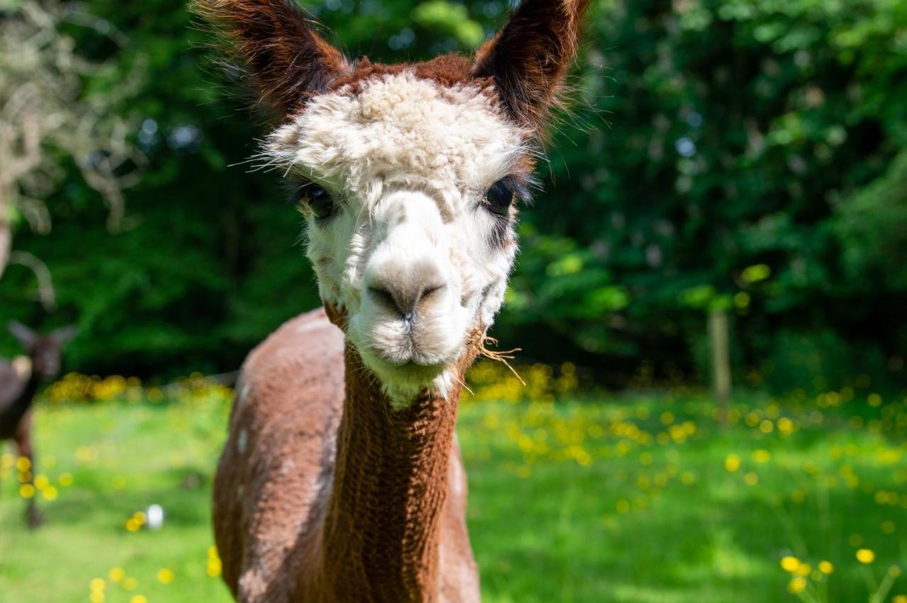 Alpaca Fold Villa Престън Екстериор снимка