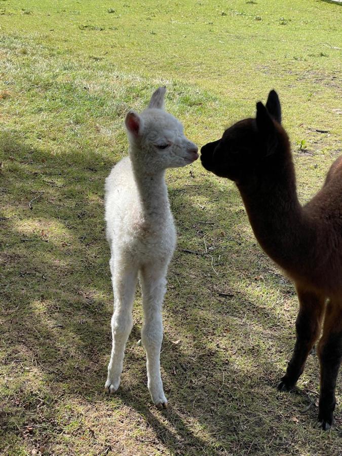 Alpaca Fold Villa Престън Екстериор снимка